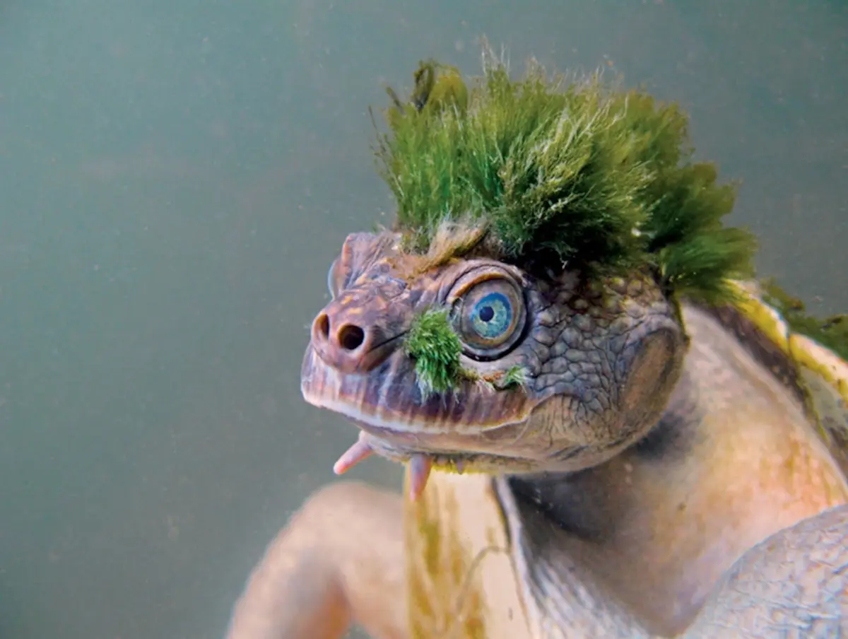 A close-up underwater photo of a turtle with a large, spiky green algae growth on its head, resembling a mohawk, and some…