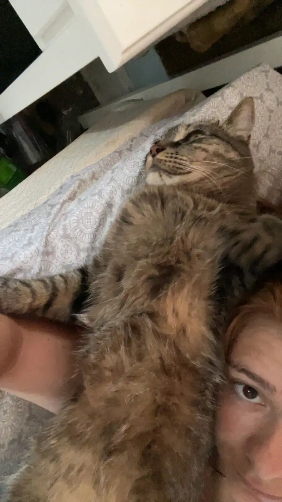 A person takes a selfie with a large, fluffy tabby cat lying on its back on a patterned bedspread, appearing very relaxed…