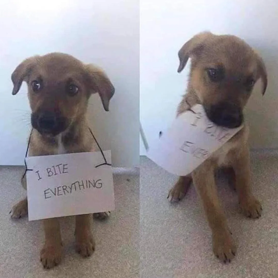 A split image shows a brown puppy in two panels: on the left, it holds a handwritten sign reading 'I BITE EVERYTHING' with…