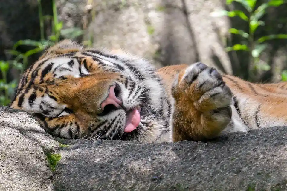 The Sleepy Tiger Chronicles