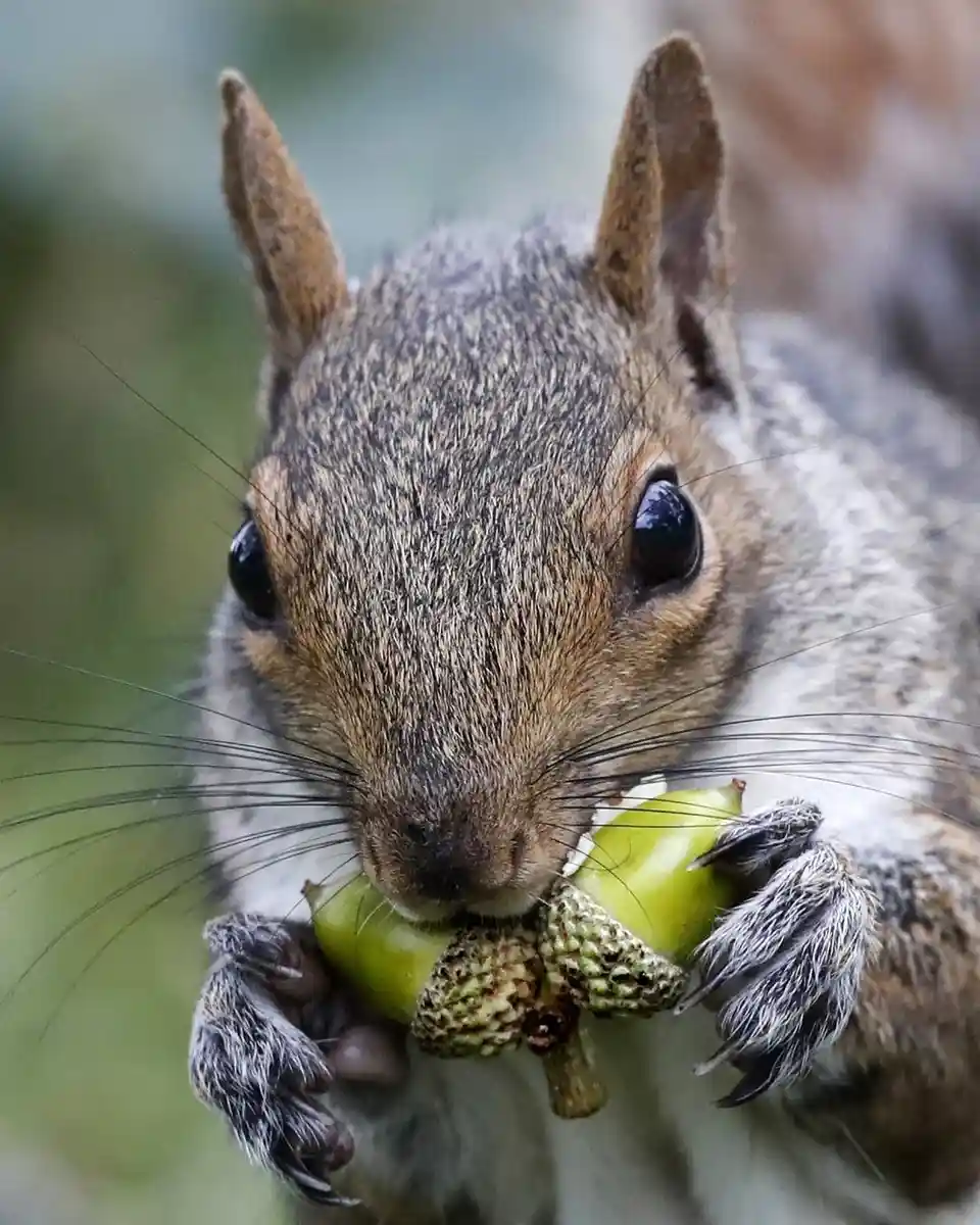 Join the Acorn Gang!