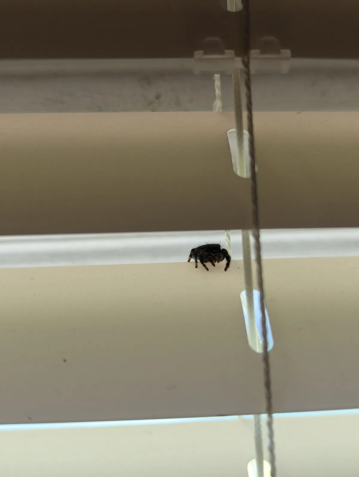 A small, dark-colored spider with hairy legs is perched on the bottom edge of a horizontal window blind slat. The blind has…
