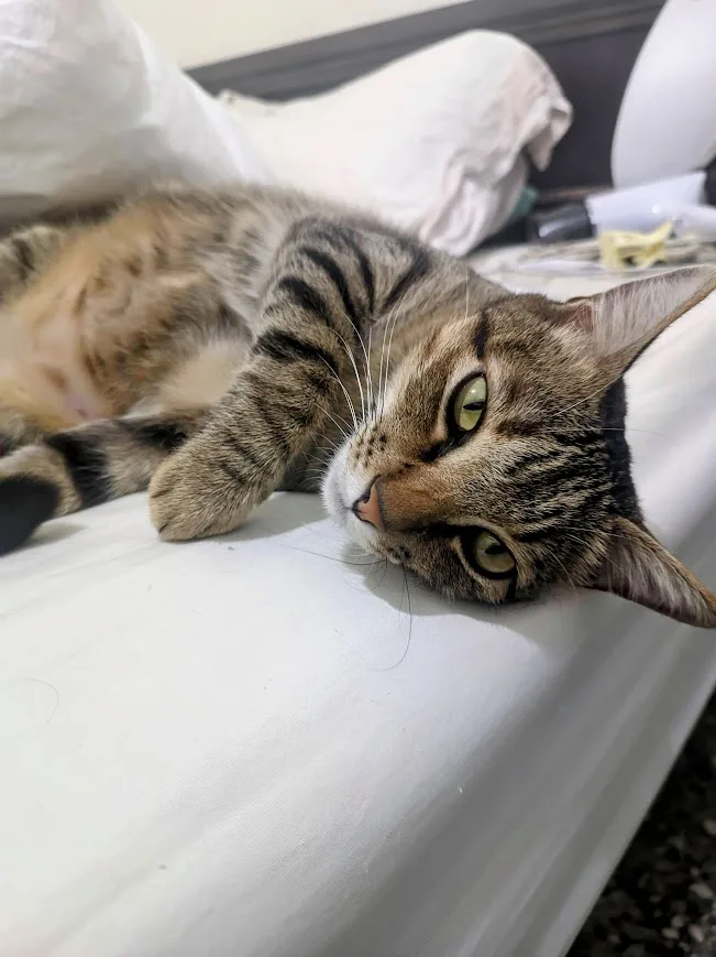 Just a Cat Being Adorable