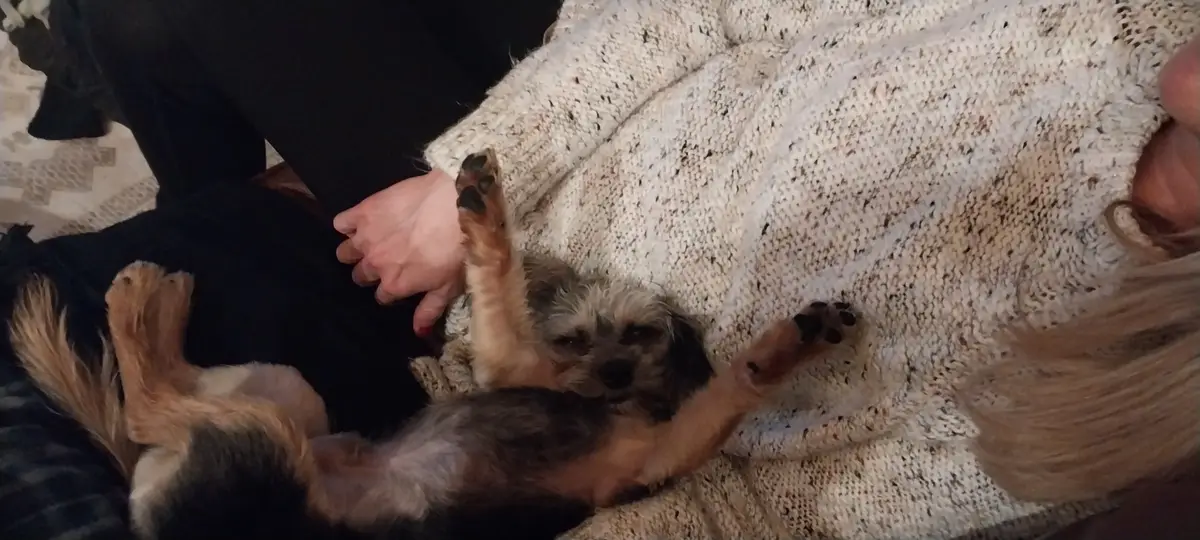 A small, scruffy dog with brown and black fur lies on its back on a person's lap, paws in the air, looking relaxed and…