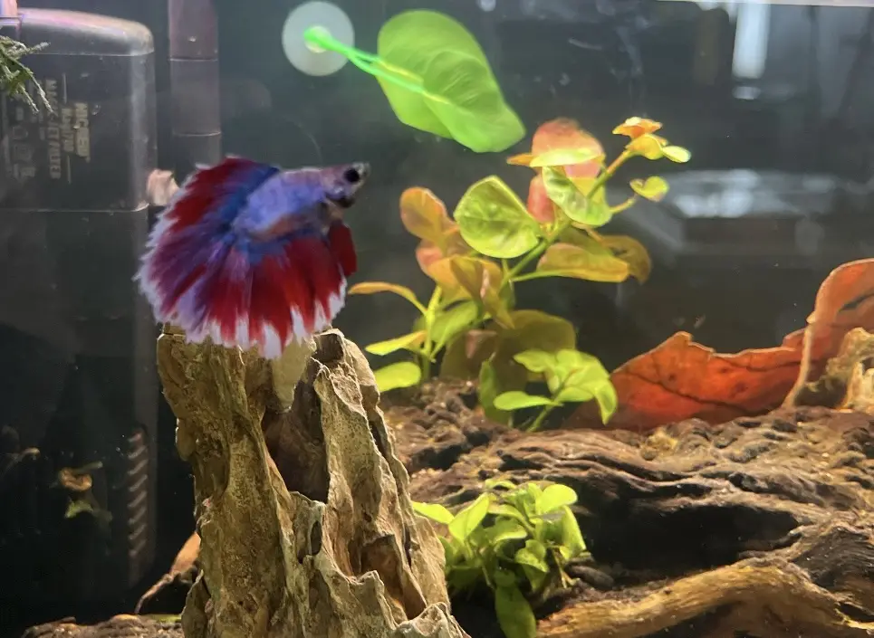 A vibrant red and blue betta fish is perched atop a piece of aquarium driftwood, appearing to stand upright. The tank…