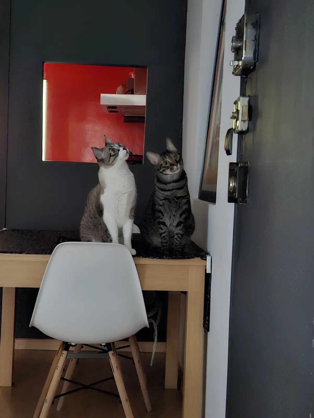 Celebrating Caturday in style!
