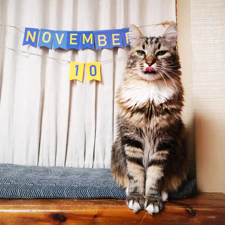 Mark Your Calendars: November 10