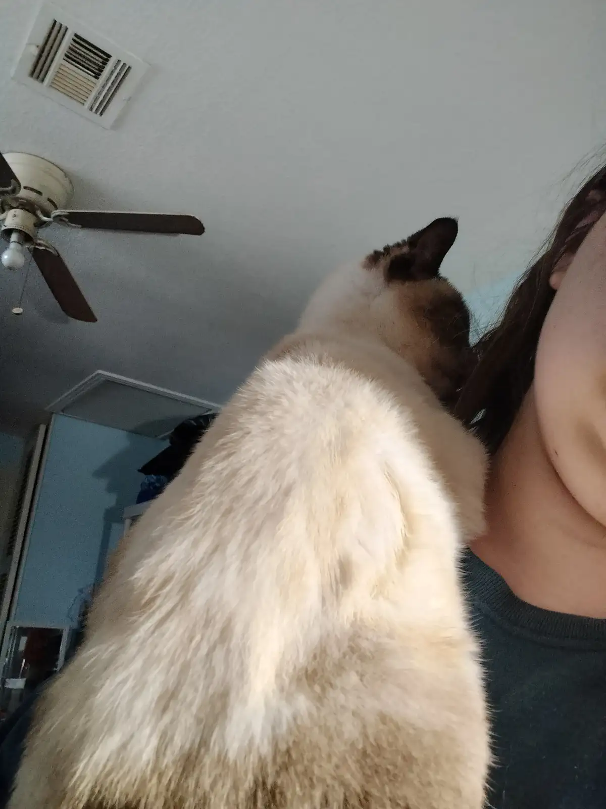 A person is holding a fluffy, light-colored cat with dark points on its ears and face, viewed from behind. The cat is…
