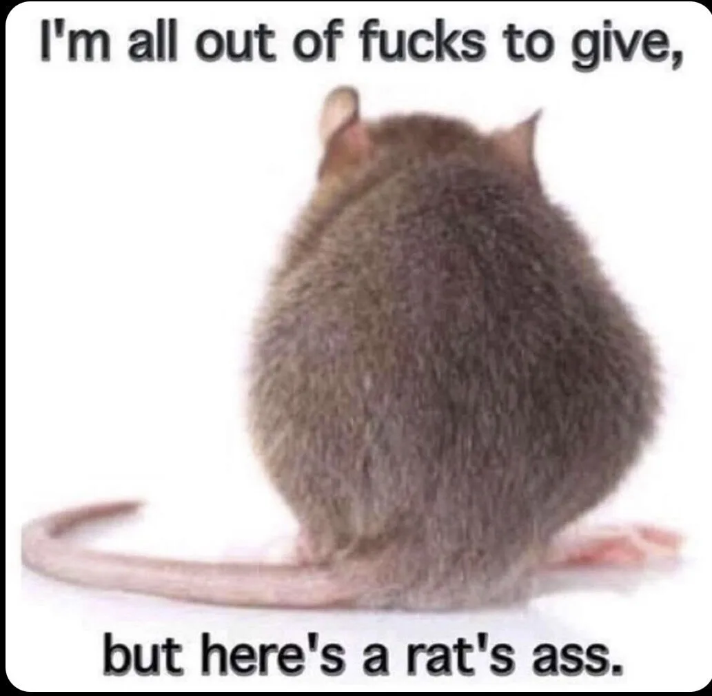 A close-up photo shows the backside of a brown rat sitting on a white surface, its tail curled behind it. The image has…