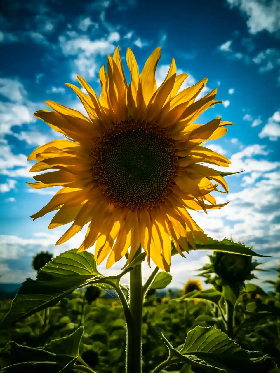 A large, vibrant yellow sunflower is shown in full bloom against a bright blue sky with scattered white clouds. The flower…