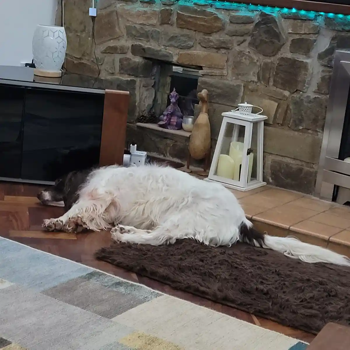 A fluffy white and brown dog is lying stretched out on a brown rug in front of a stone fireplace, appearing deeply asleep…