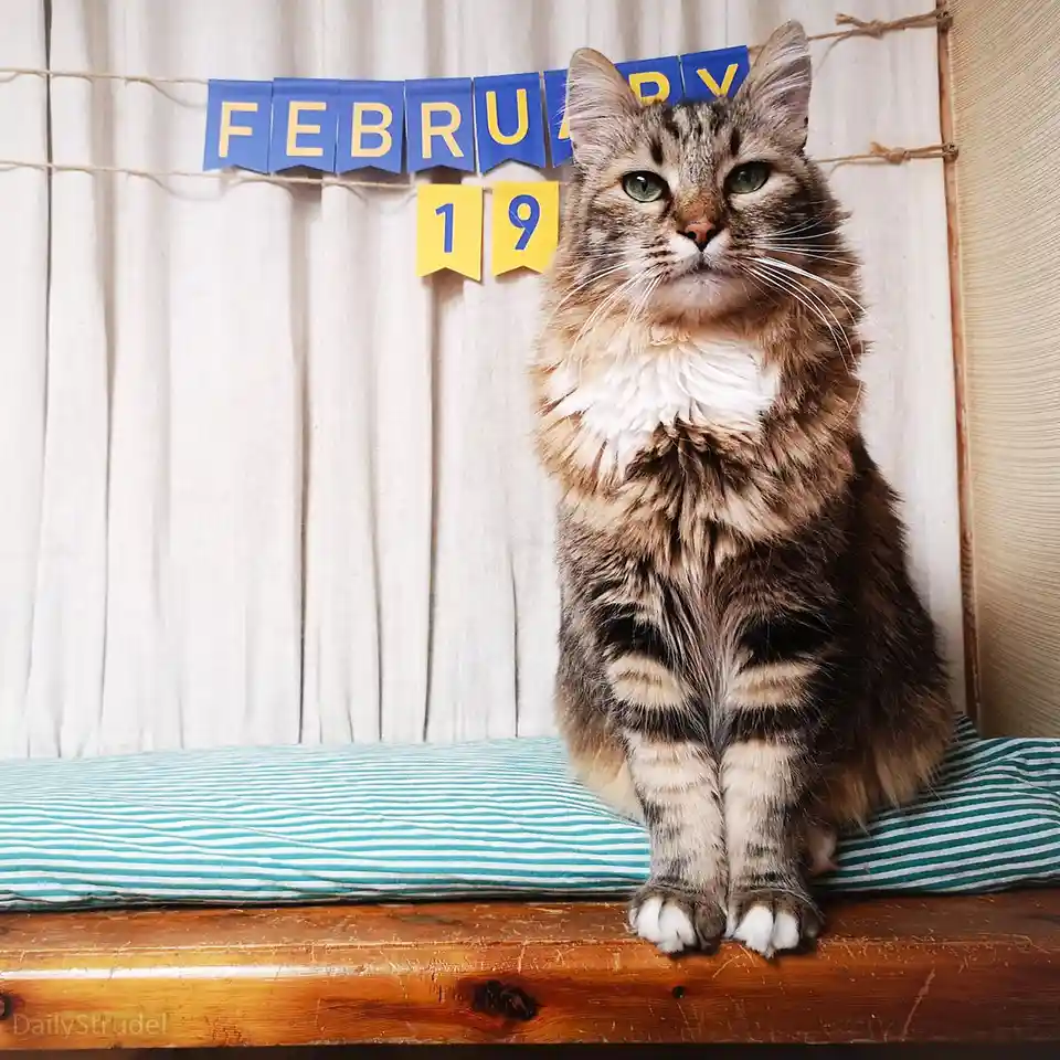 A fluffy tabby cat with green eyes sits upright on a striped cushion on a wooden surface, looking directly at the camera…