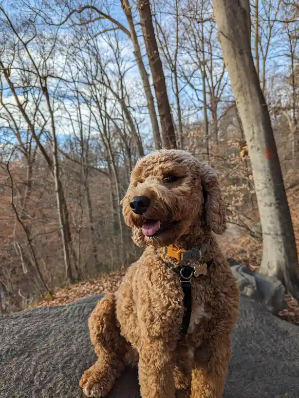 A fluffy, light brown dog with curly fur sits on a large gray rock in a wooded area with bare trees and fallen leaves under…