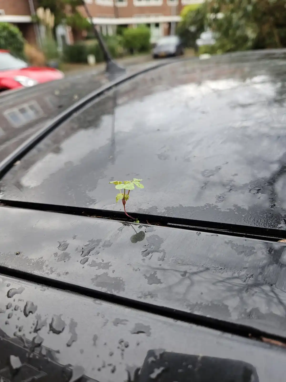 A tiny green plant sprouts from a crack in the black, wet hood of a car, with raindrops visible on the surface. The…