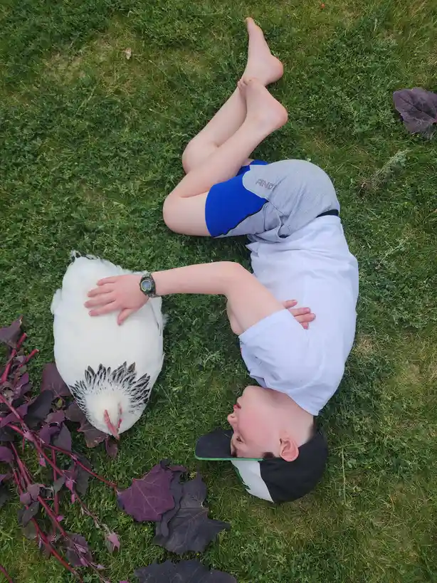 Meet the Most Chill Chicken You'll Ever Encounter
