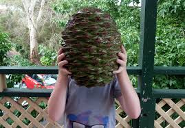 A Giant Pinecone: Perfect for Scale Comparison