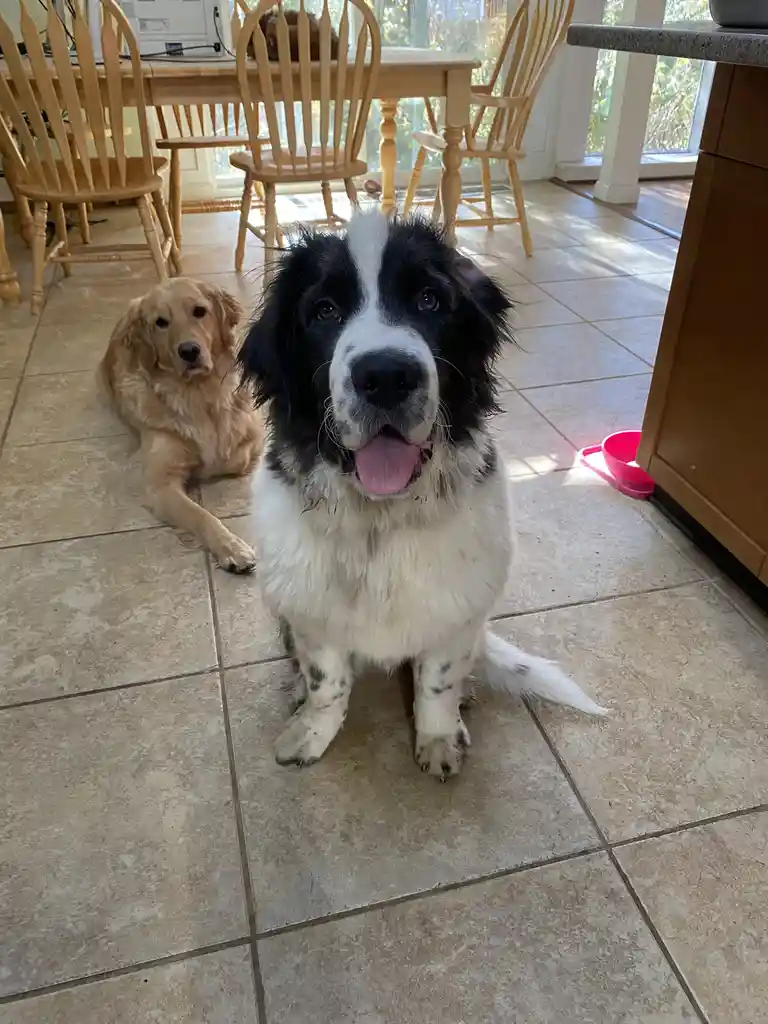 Joyful Tonky Eagerly Awaiting His Dinner