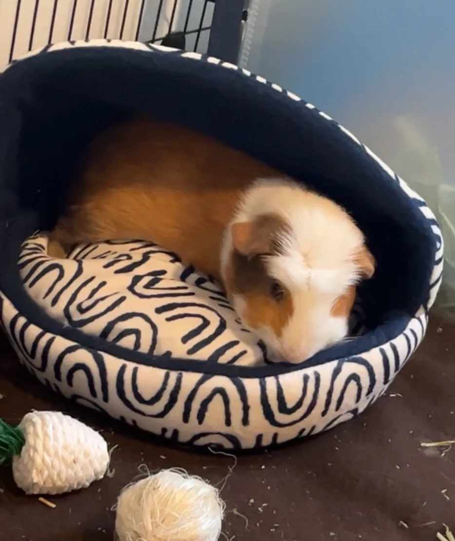 Billy Cozying Up in His Bed