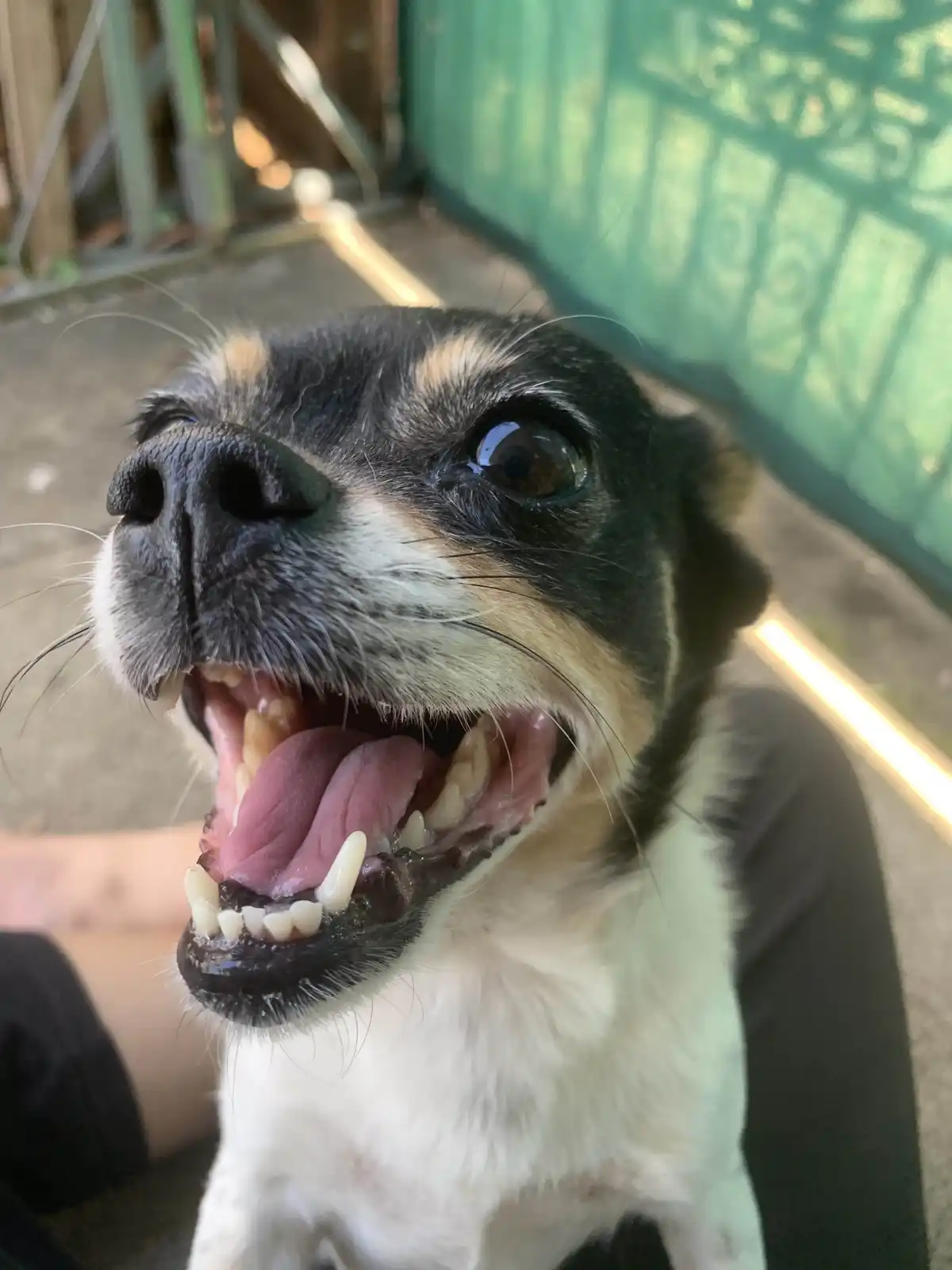 A close-up photo of a small black, tan, and white dog with its mouth wide open, showing its teeth and tongue, looking upward…