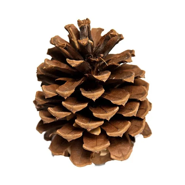 Gathering Pinecones for the Final Push!