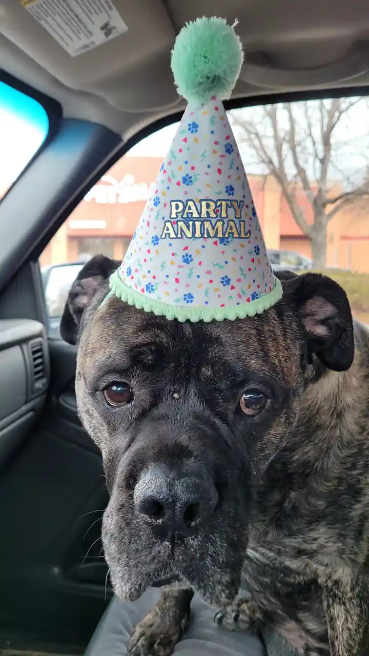 Celebrating Double Digits: A Milestone for My Big Dog