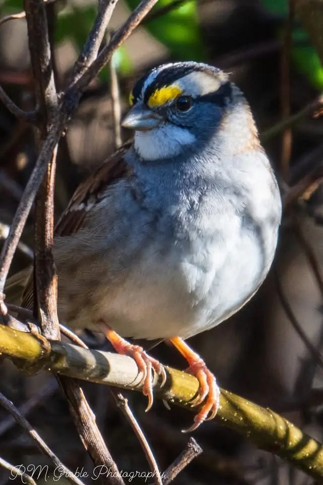 A close-up photograph of a small bird, likely a white-crowned sparrow, perched on a branch with visible orange feet and a…