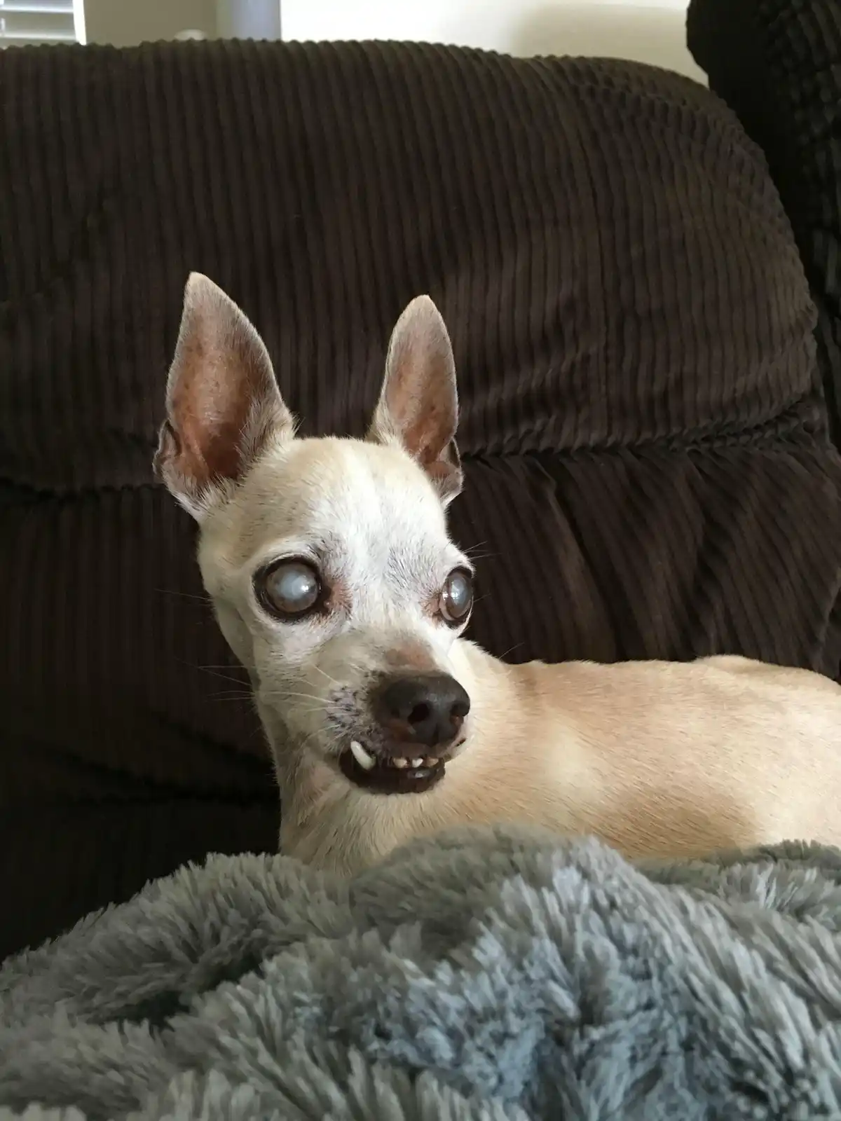 Introducing Chewpe: The Pup Who Can't Chew