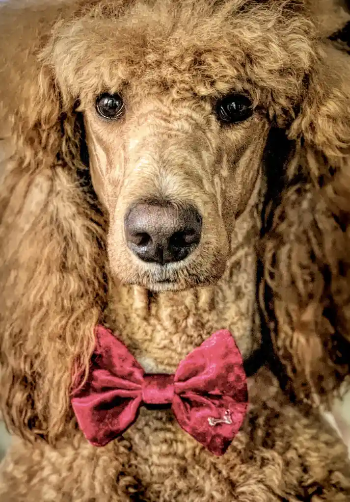 A close-up photo of a brown poodle with curly fur, looking directly at the camera with a serious expression. The poodle is…