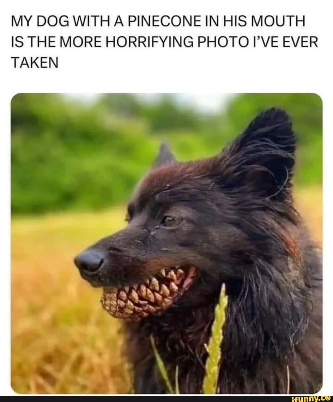 A close-up photo shows a black dog outdoors with a pinecone clamped in its mouth, its teeth visible around the cone. The…