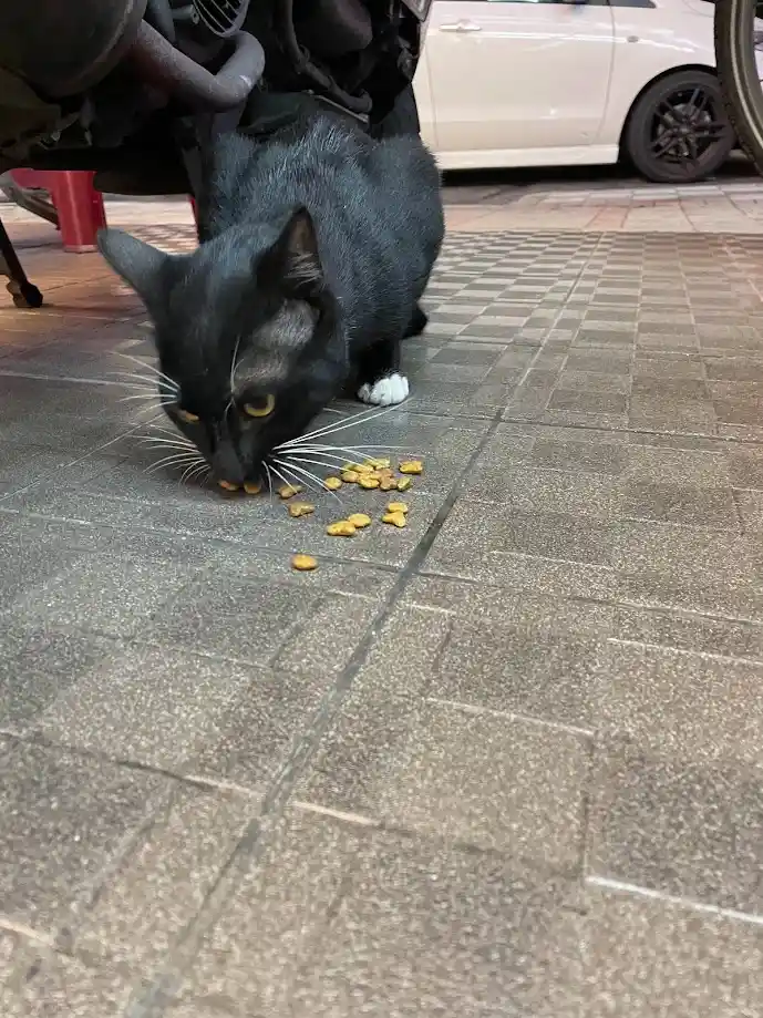 Here's another cute cat for your day