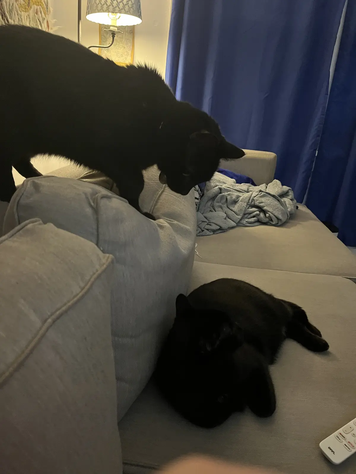 Two black cats are on a light gray couch; one is lying down asleep while the other stands over it looking down. A remote…