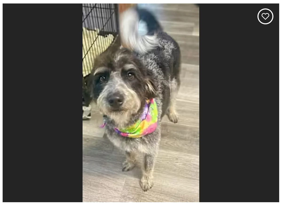 Gidget in Tennessee is all set for a house party!
