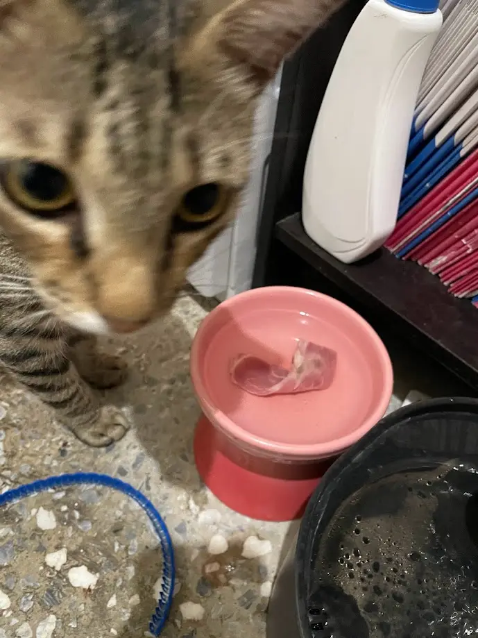 A close-up photo of a tabby cat staring intently at a pink water bowl containing a piece of raw meat. The cat's expression…