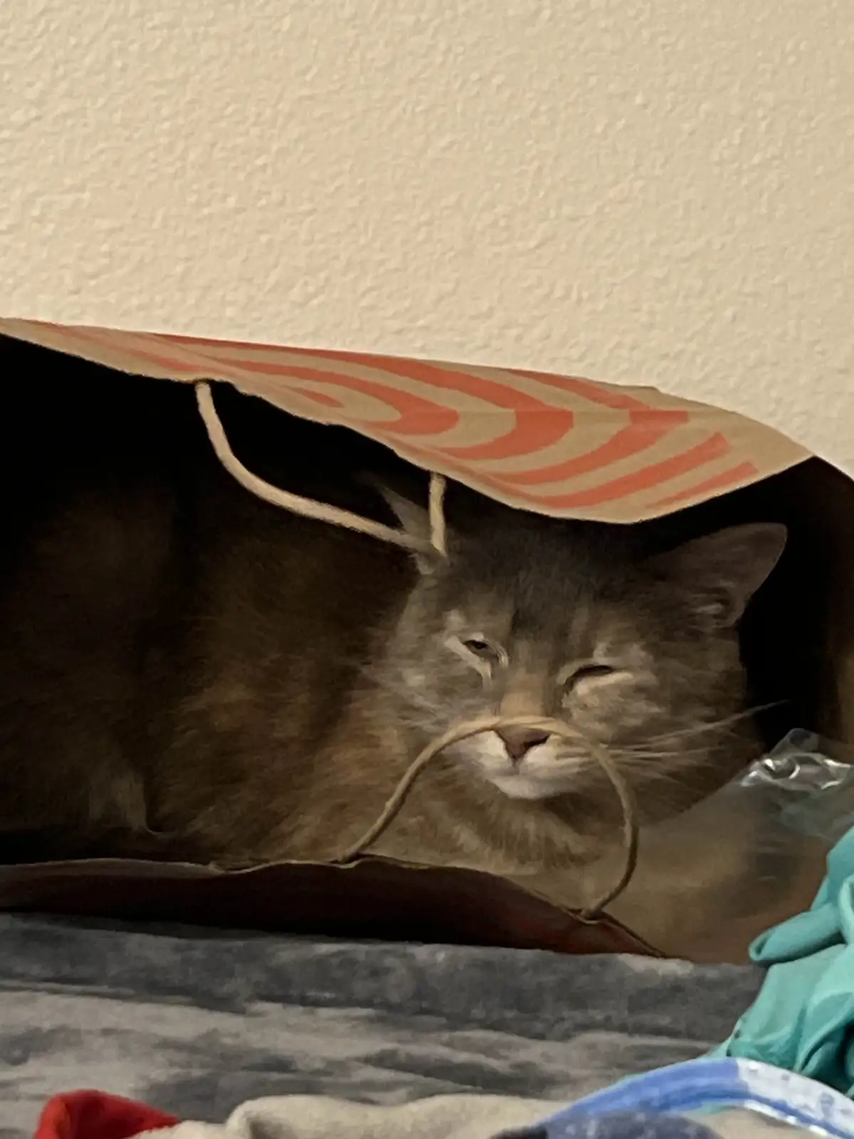 The Mysterious Cat Bag Adventure