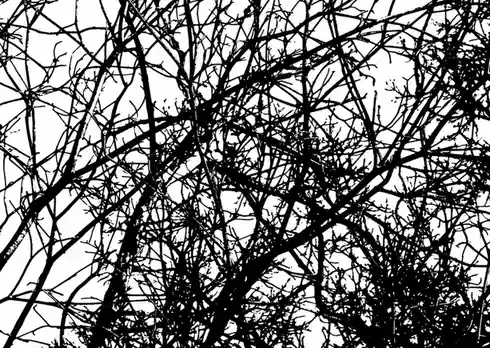 A black-and-white image shows a dense, chaotic tangle of bare tree branches against a white sky, visually representing…