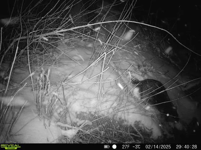 Busy beavers making waves near Lathrop Homes