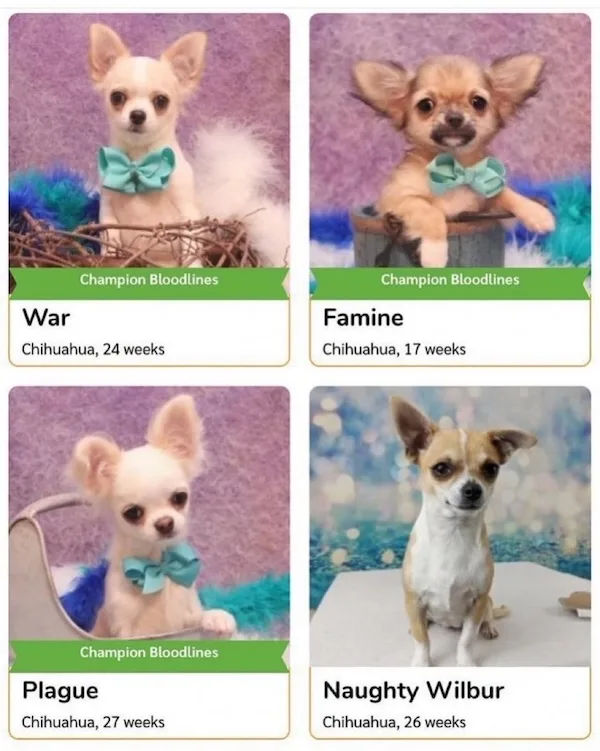 Four images of Chihuahuas, each styled like a pedigree dog card with a green banner reading 'Champion Bloodlines'. The…