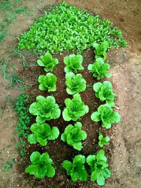 An overhead photo shows rows of green lettuce plants growing in brown soil, arranged to resemble the shape of a tree with a…