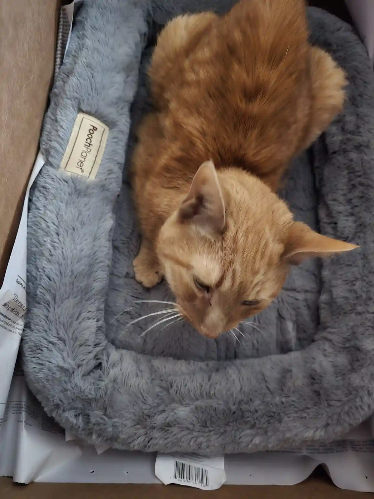 An orange tabby cat sits curled in a grey, fluffy pet bed labeled 'PoochPlanet', looking down with a bored or unimpressed…