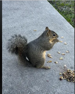 A gray squirrel sits on a concrete sidewalk, surrounded by scattered sunflower seeds and a small pile of mixed nuts…