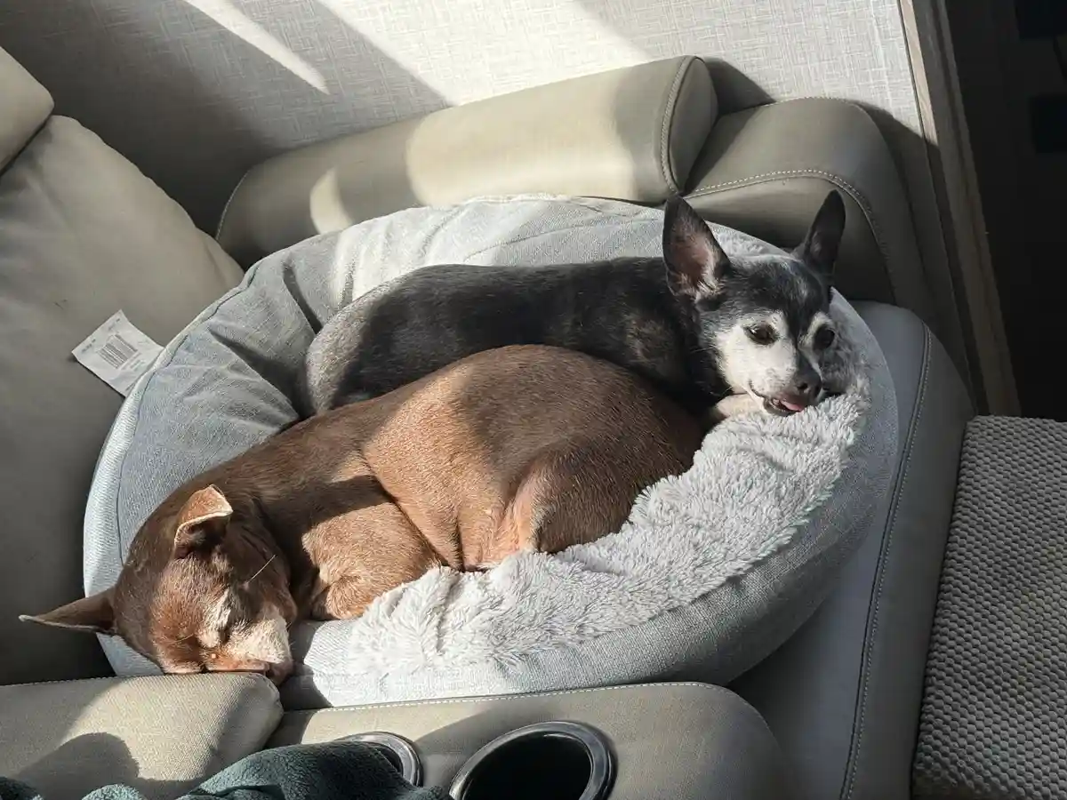 Bella and Chichi embark on their final adventure together.