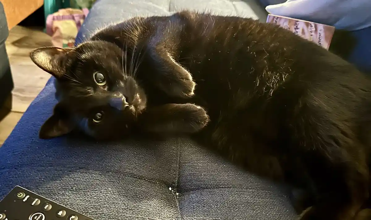 A black cat is lying on its back on a blue couch, looking up with wide eyes, while a TV remote is visible in the foreground…