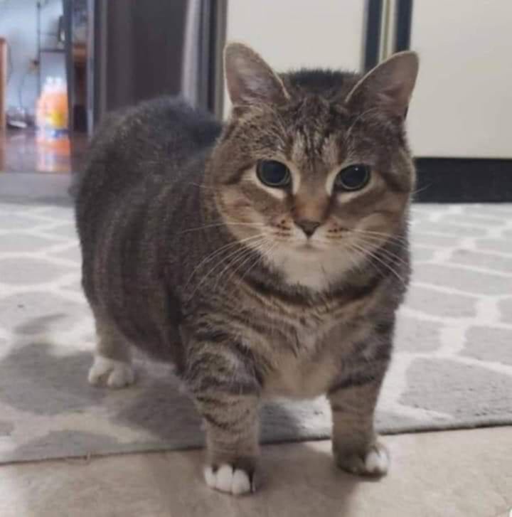 A tabby cat with a noticeably rounded, chubby body stands on a patterned rug indoors, looking directly at the camera with…