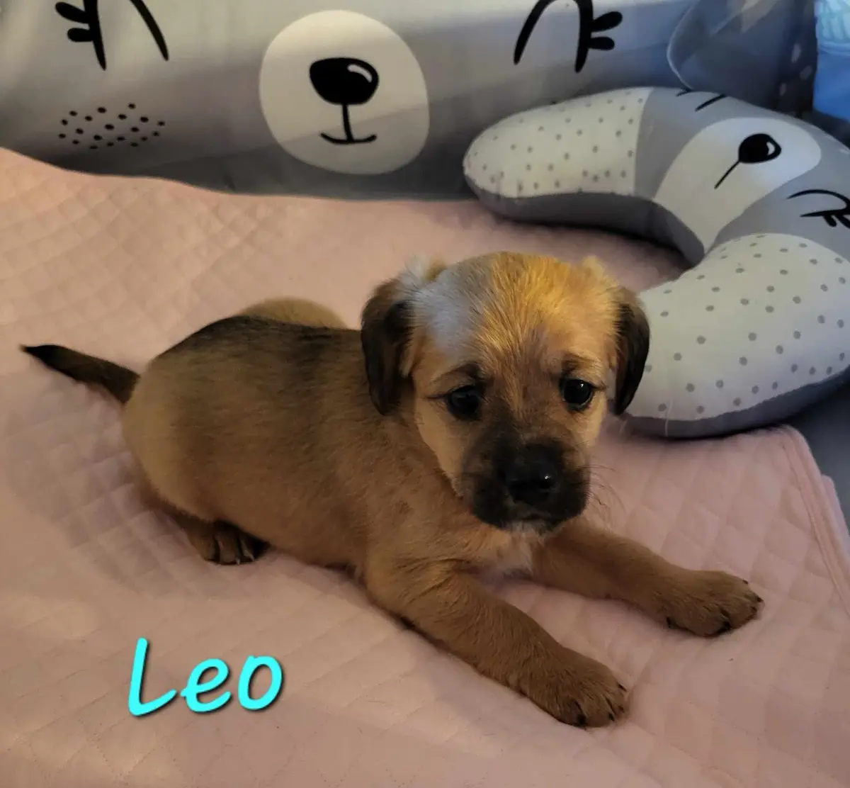 A small, fluffy puppy with tan and white fur lies on a pink quilted blanket, looking directly at the camera. Behind it are…