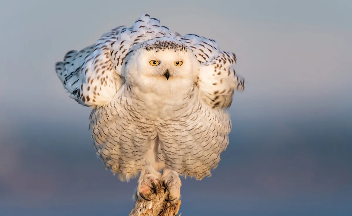 A snow owl with white and black spotted feathers is perched on a branch, wings slightly spread, looking directly at the…