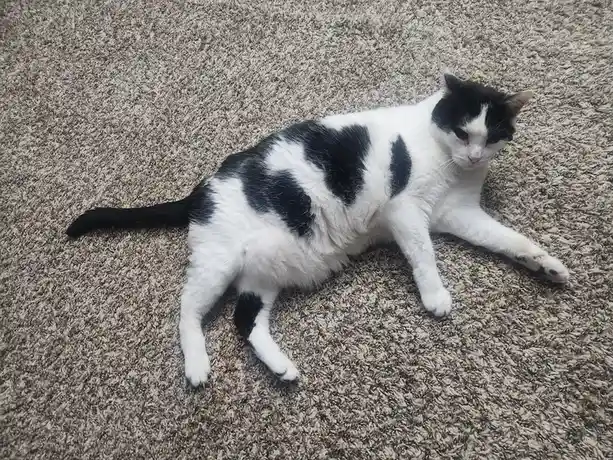 A black and white cat lies sprawled on a beige carpet, looking slightly grumpy or unimpressed. Its body is stretched out…