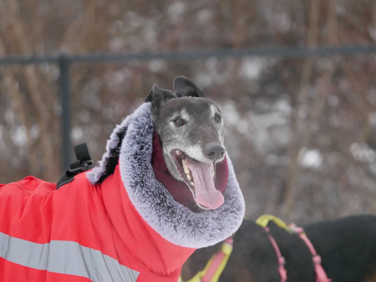 A greyhound dog wearing a bright red winter coat with a grey faux-fur collar is pictured outdoors in a snowy, wooded area…