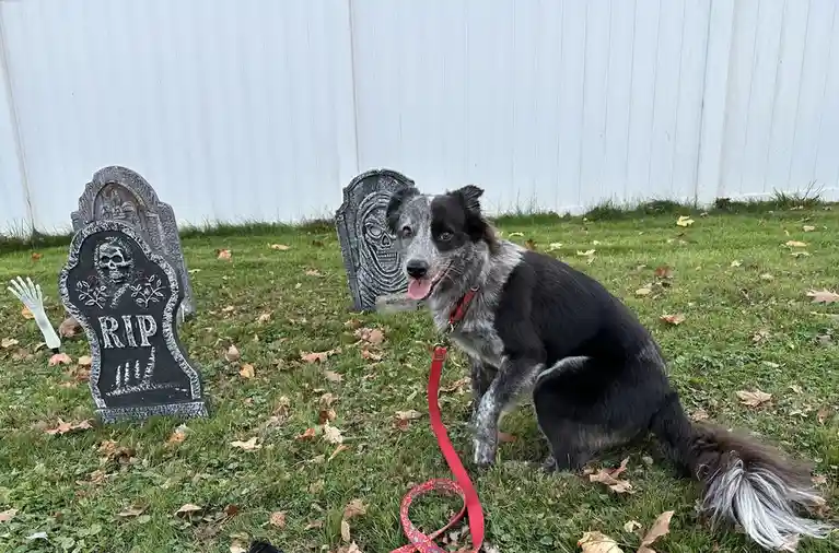 A black and white dog sits on grass next to two Halloween tombstones, one with 'RIP' and a skull, the other with a skull…