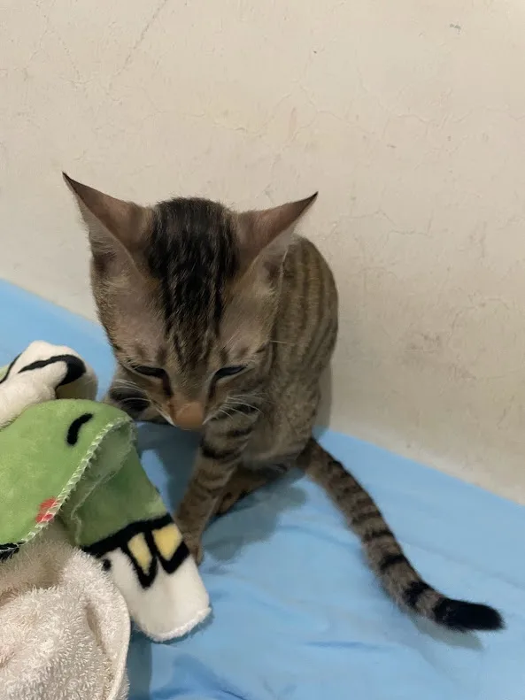 Simply Adorable: The Cat Meme