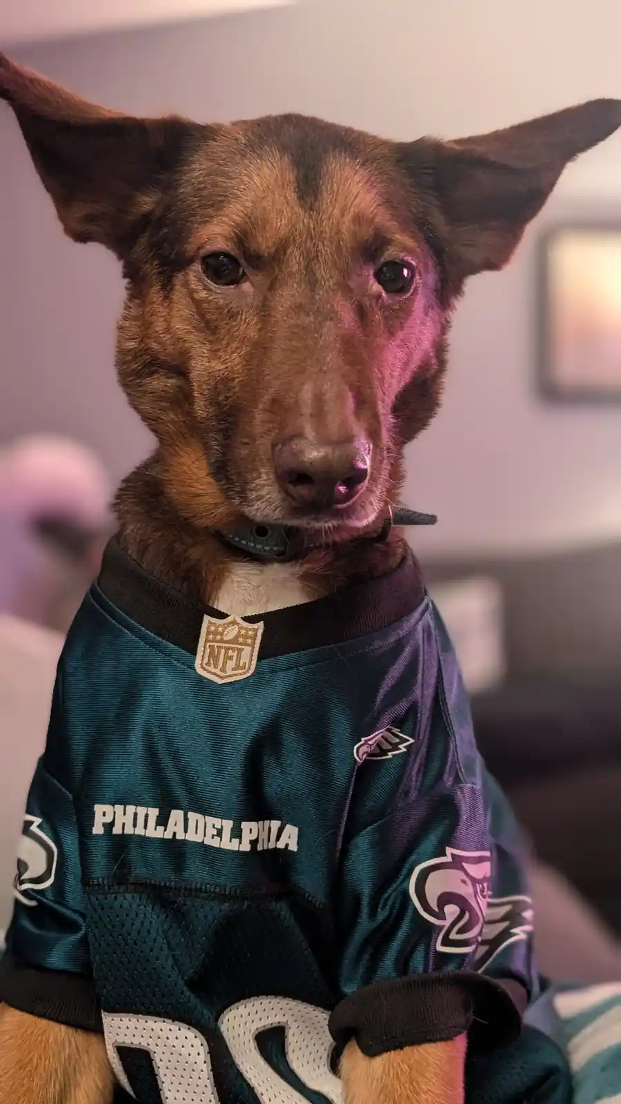 A brown and tan dog with large, pointed ears is wearing a Philadelphia Eagles NFL football jersey. The jersey is teal with…